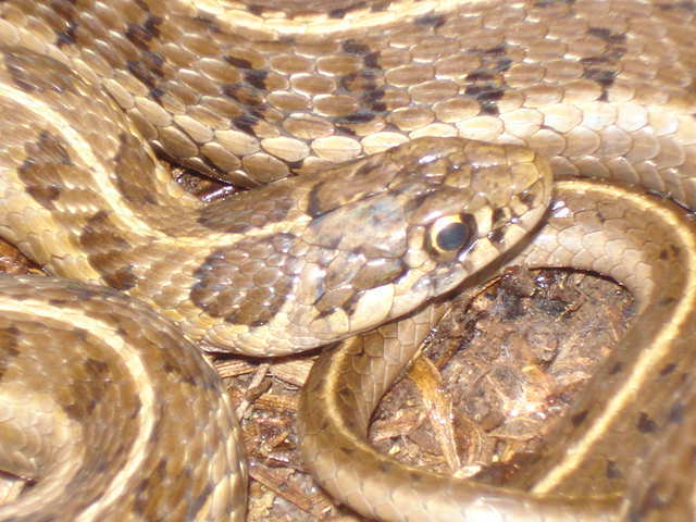 Longtail Alpine Garter Snake From Parque Nacional Izta-Popo On January ...