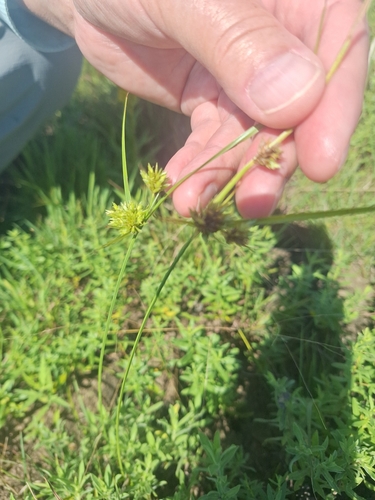 Great Plains Flatsedge