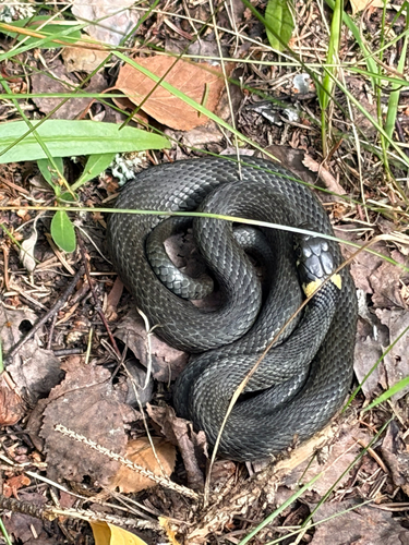 grass snake