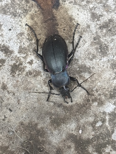 Violet ground beetle