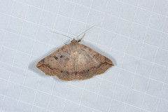 Blasticorhinus rivulosa