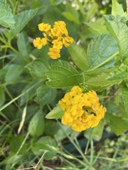 Lantana × hybrida