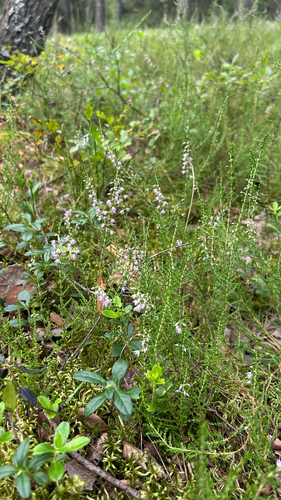 common heather