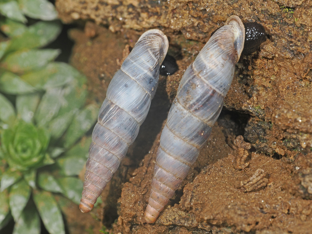 Macedonica schatzmayri