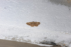 Psilalcis galsworthyi