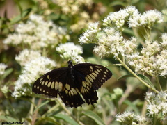 Papilio hellanichus