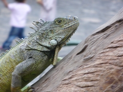 Iguana iguana