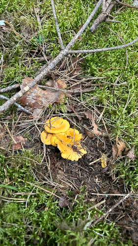 Golden Chanterelle