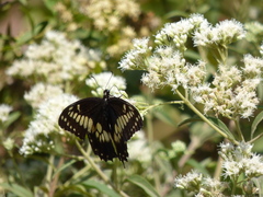 Papilio hellanichus