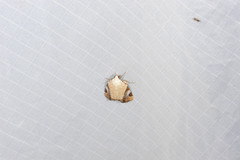 Pseudeustrotia semialba