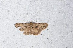 Psilalcis galsworthyi