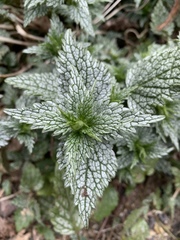 Lamium galeobdolon flavidum