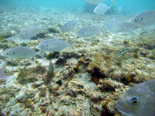 Pseudocaranx georgianus