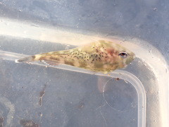 Diplocrepis puniceus