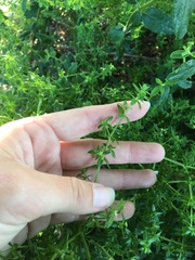 Galium cliftonsmithii
