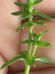 Galium cliftonsmithii