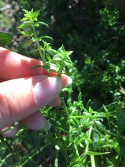 Galium cliftonsmithii