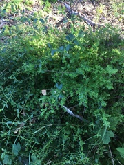 Galium cliftonsmithii