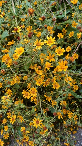 Simsia amplexicaulis, photograph 1