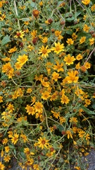 Simsia amplexicaulis