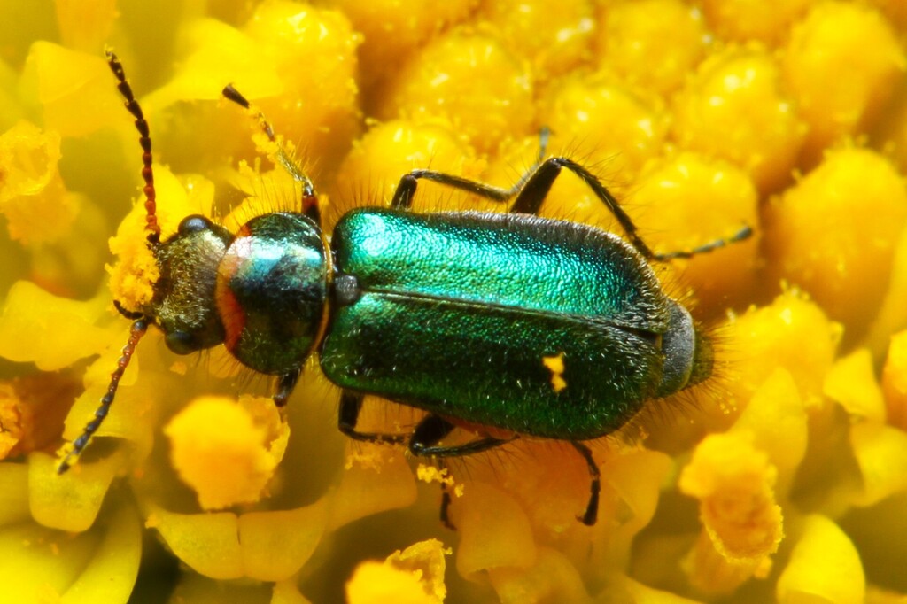 Hedybius