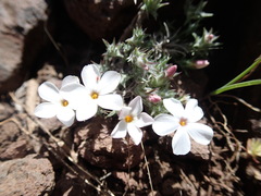 Phlox hoodii