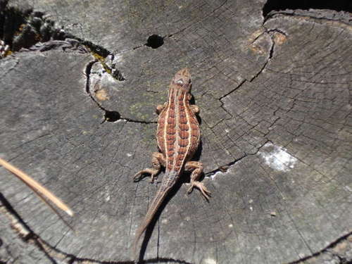 Trans Volcanic Bunchgrass Lizard