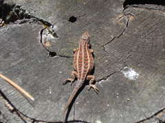 Sceloporus bicanthalis