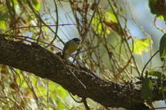 Pachyramphus viridis