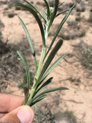 Oreocarya suffruticosa setosa