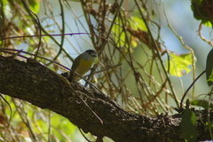 Pachyramphus viridis