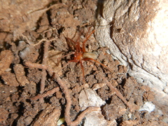 Loxosceles yucatana