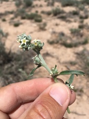 Oreocarya suffruticosa setosa
