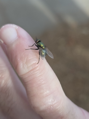iNaturalist observation photo of House Flies and Allies