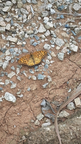 Tropical Fritillary