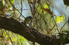 Pachyramphus viridis