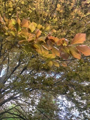 Magnoliopsida