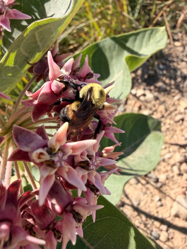 Brown-belted Bumble Bee