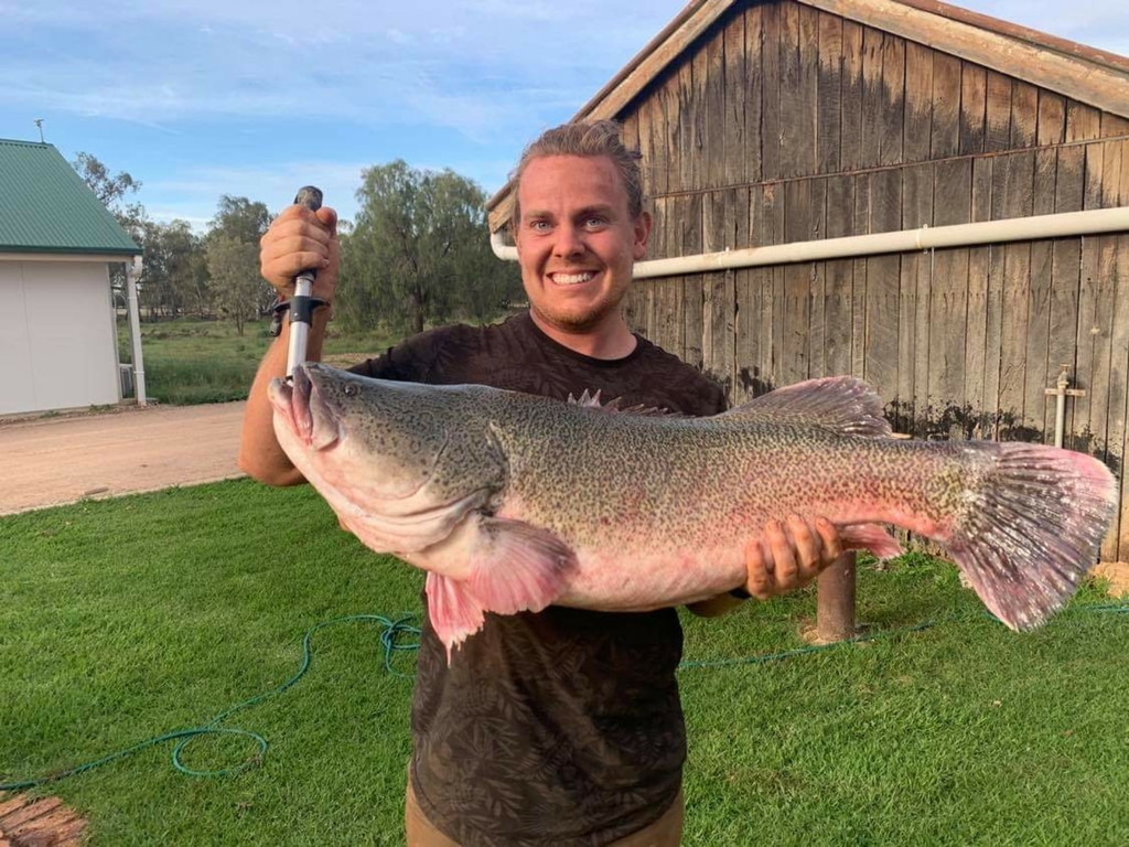 Murray Cod
