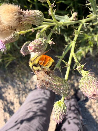 Hunt's Bumble Bee