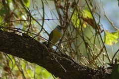 Pachyramphus viridis