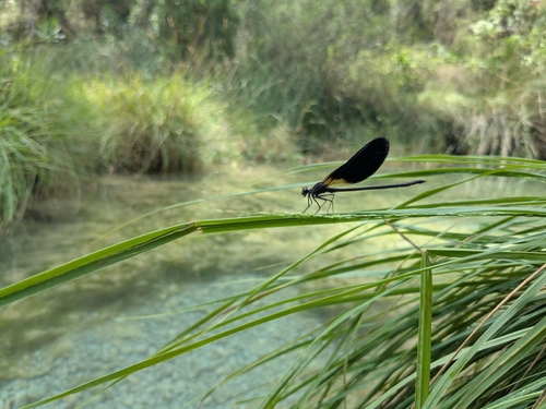 Copper Demoiselle