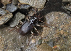 Nebria lacustris