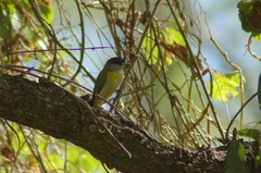 Pachyramphus viridis