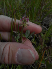 Trifolium bifidum