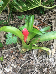 Billbergia pyramidalis