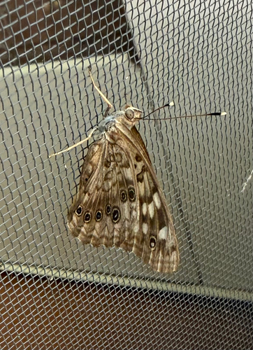 Hackberry Emperor