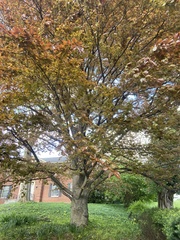 Magnoliopsida