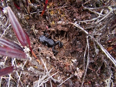 Oreophrynella quelchii