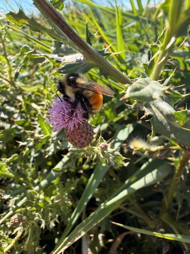 Tricolored Bumble Bee